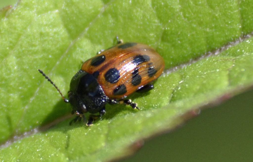 Chrysomelidae:  Gonioctena cfr. decemnotata